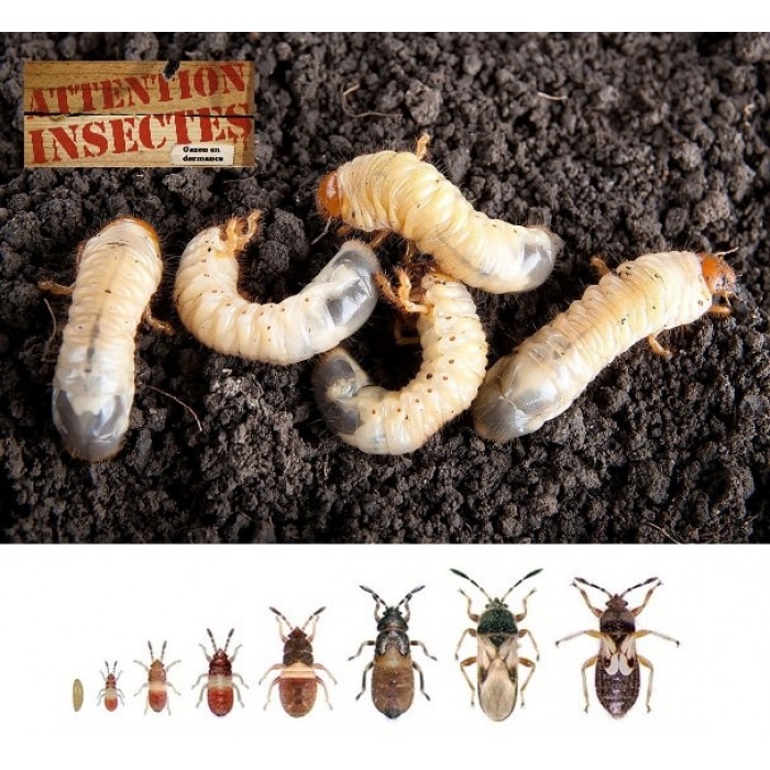Contrôle naturel des insectes